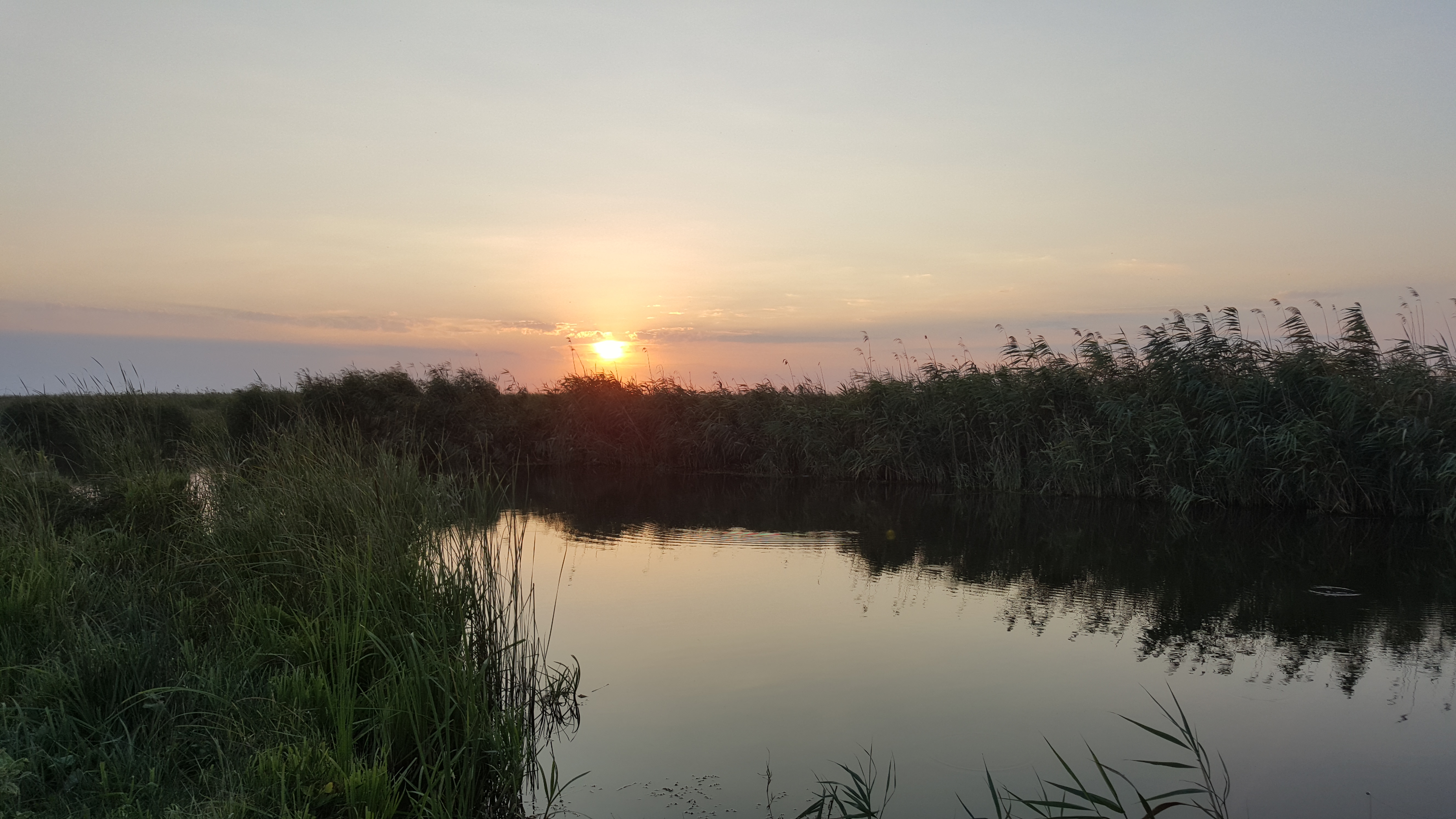 Apus in Delta Dunarii 1